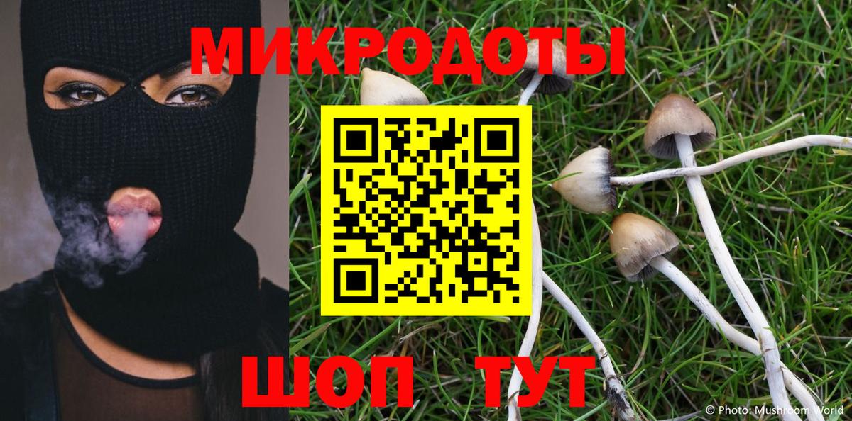 Псилоцибиновые грибы Cubensis Фролово
